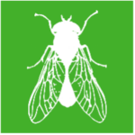 White vector graphic of a fly on a green background. 